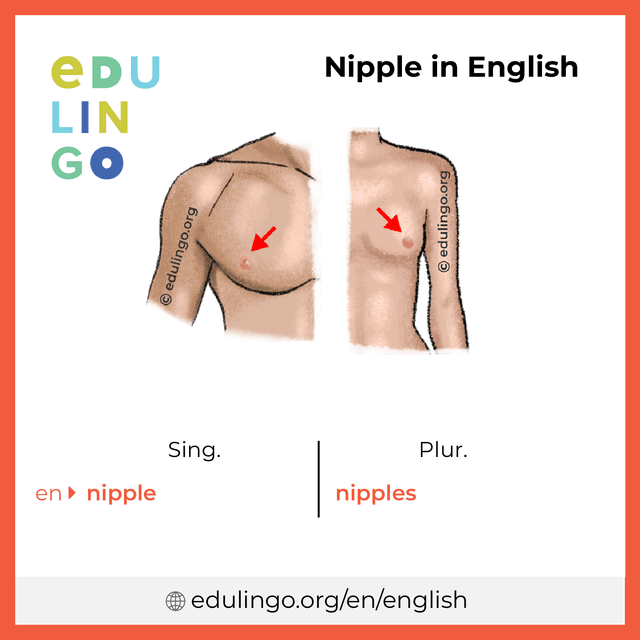 Nipple in English vocabulary picture with singular and plural for download and printing