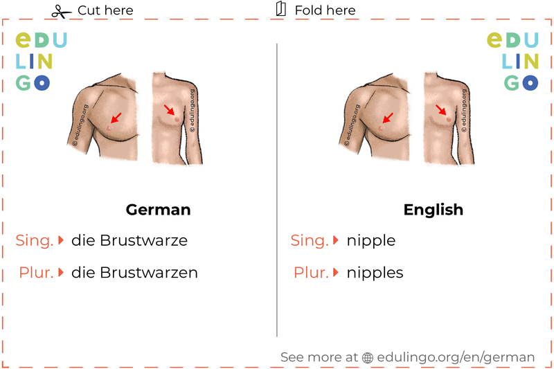 Nipple in German vocabulary flashcard for printing, practicing and learning