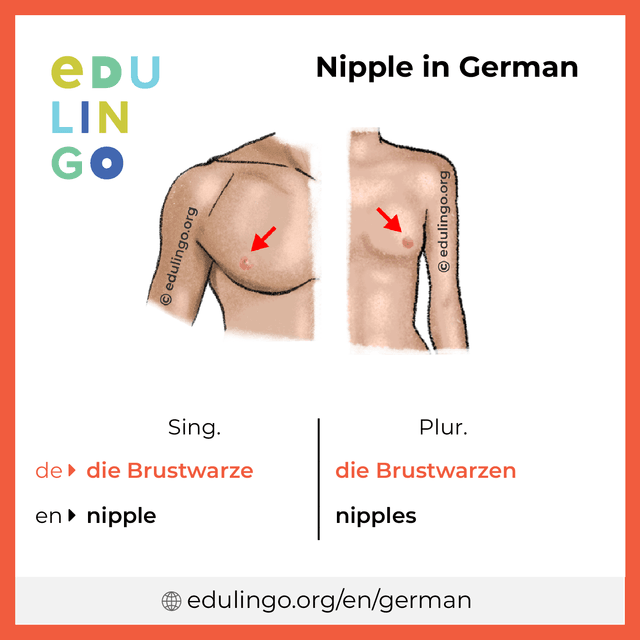 Nipple in German vocabulary picture with singular and plural for download and printing
