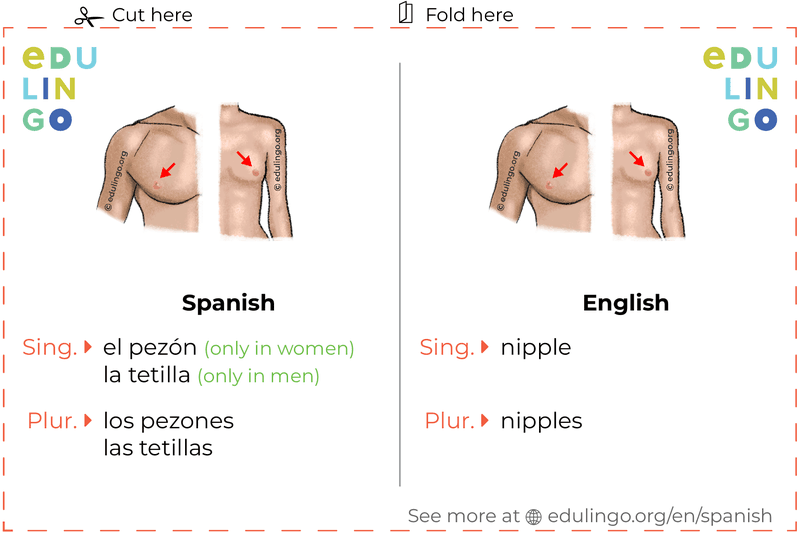 Nipple in Spanish vocabulary flashcard for printing, practicing and learning