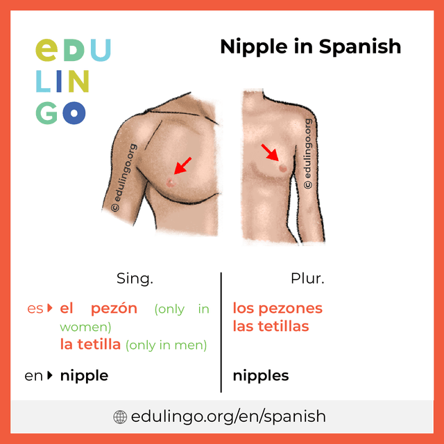 Nipple in Spanish vocabulary picture with singular and plural for download and printing