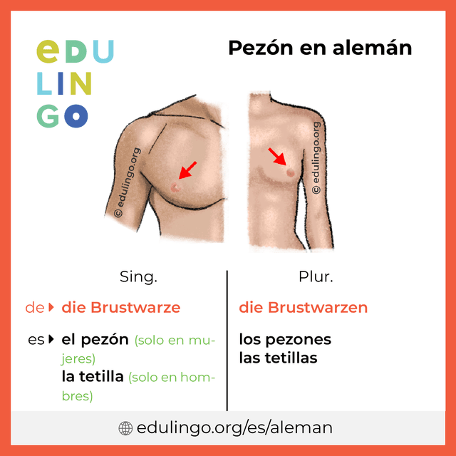 Imagen de vocabulario Pezón en alemán con singular y plural para descargar e imprimir