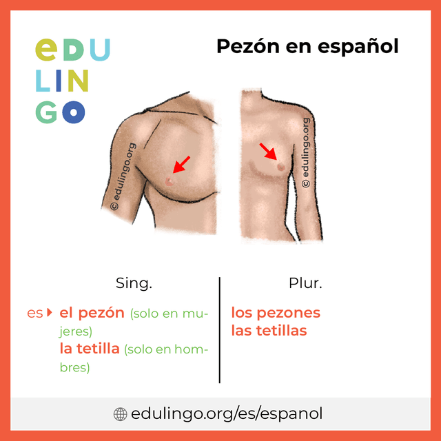 Imagen de vocabulario Pezón en español con singular y plural para descargar e imprimir