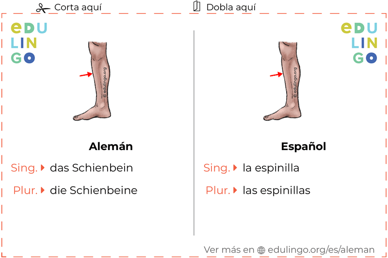 Ficha de Vocabulario Espinilla en alemán para imprimir, practicar y aprender