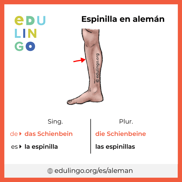 Imagen de vocabulario Espinilla en alemán con singular y plural para descargar e imprimir