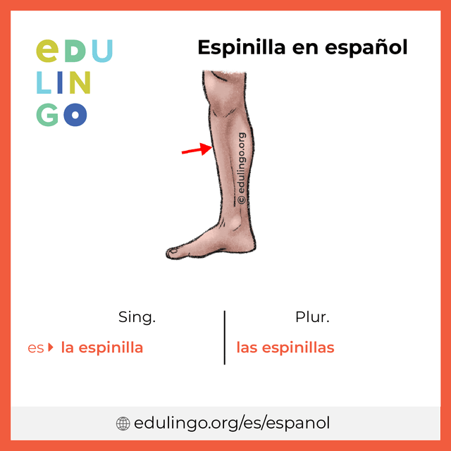 Imagen de vocabulario Espinilla en español con singular y plural para descargar e imprimir