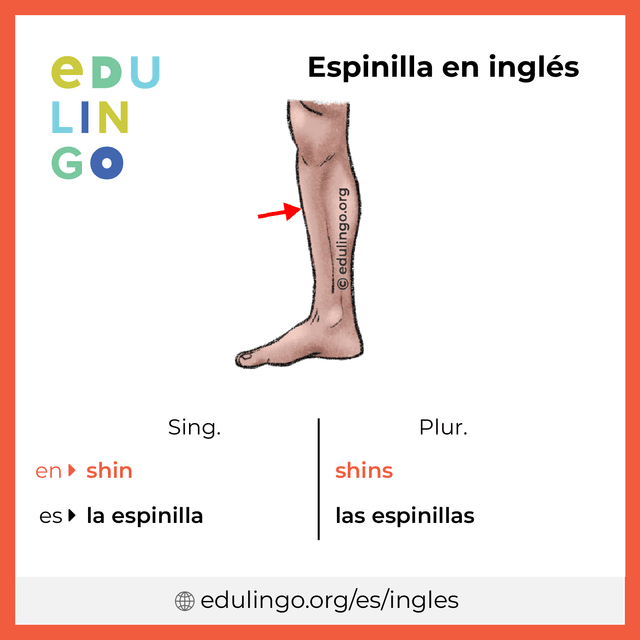 Imagen de vocabulario Espinilla en inglés con singular y plural para descargar e imprimir