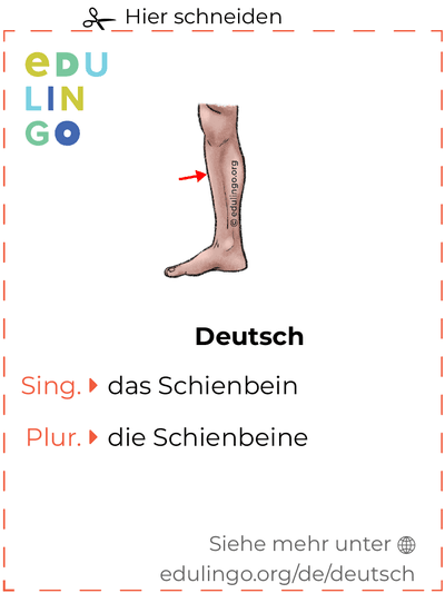 Schienbein auf Deutsch Vokabelkartei zum Ausdrucken, Üben und Lernen