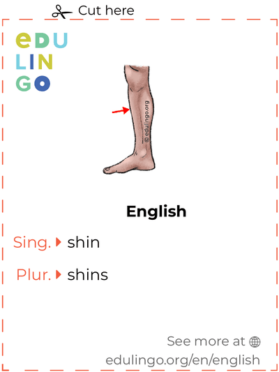 Shin in English vocabulary flashcard for printing, practicing and learning