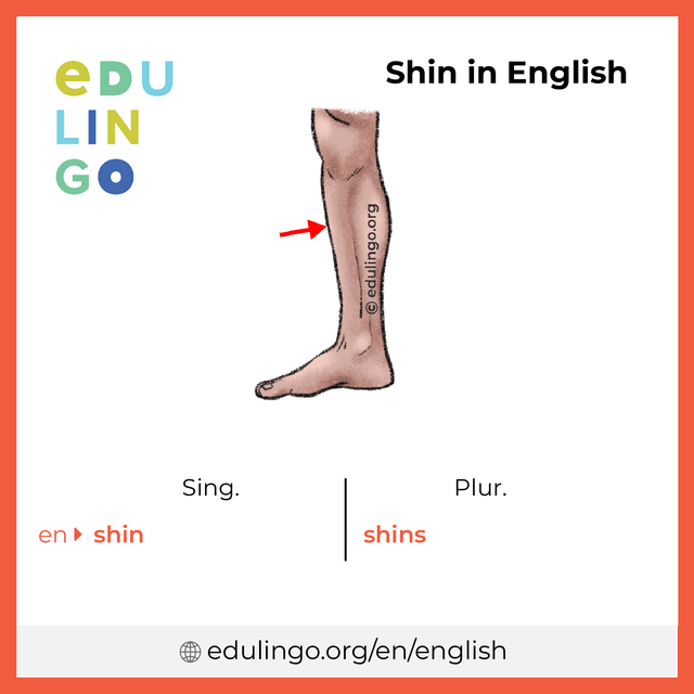 Shin in English vocabulary picture with singular and plural for download and printing