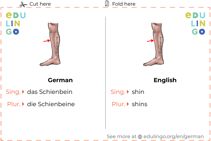 Shin in German vocabulary flashcard for printing, practicing and learning