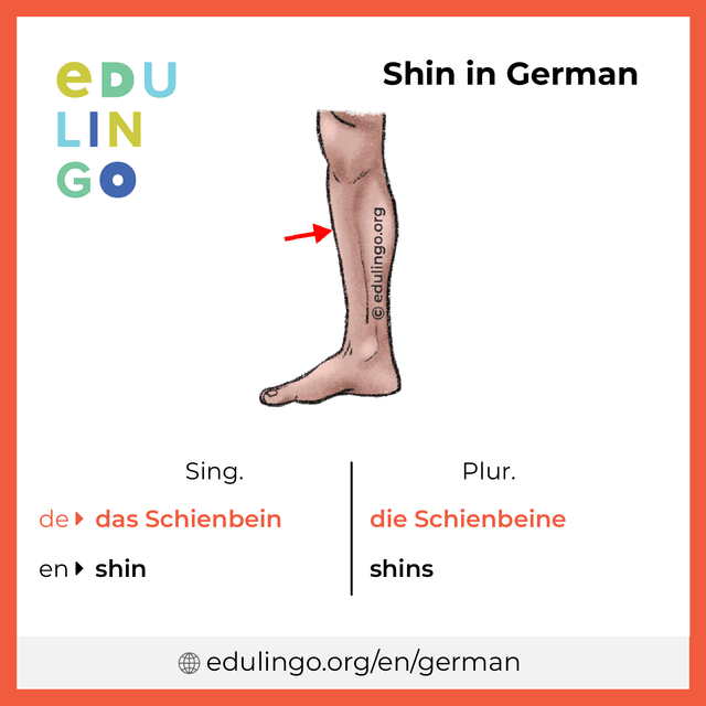 Shin in German vocabulary picture with singular and plural for download and printing