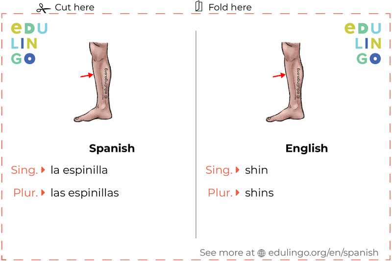 Shin in Spanish vocabulary flashcard for printing, practicing and learning