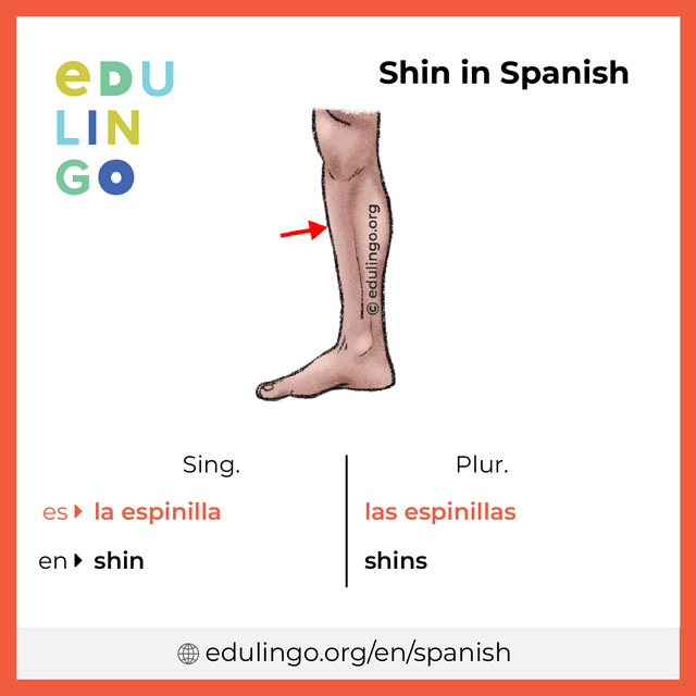 Shin in Spanish vocabulary picture with singular and plural for download and printing