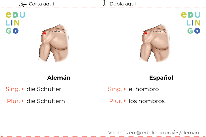 Ficha de Vocabulario Hombro en alemán para imprimir, practicar y aprender