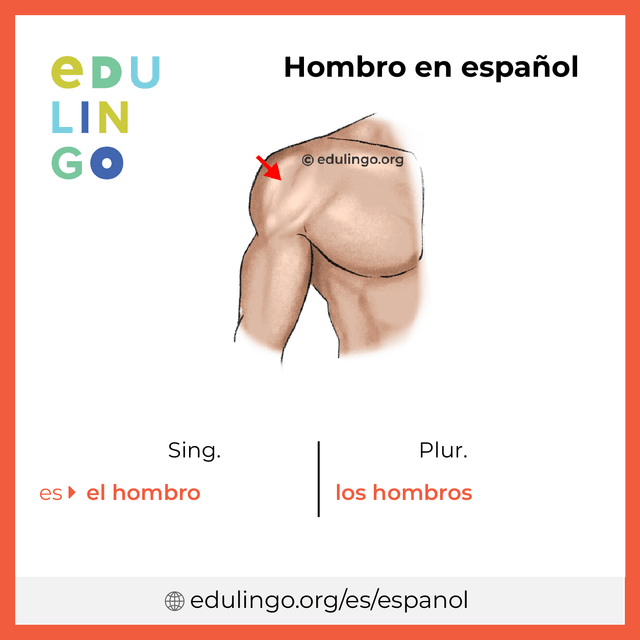 Imagen de vocabulario Hombro en español con singular y plural para descargar e imprimir