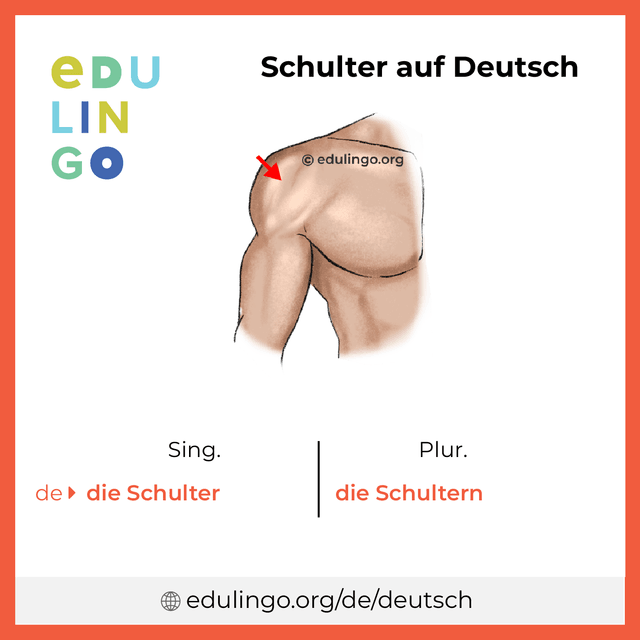 Schulter auf Deutsch Vokabelbild mit Singular und Plural zum Herunterladen und Ausdrucken
