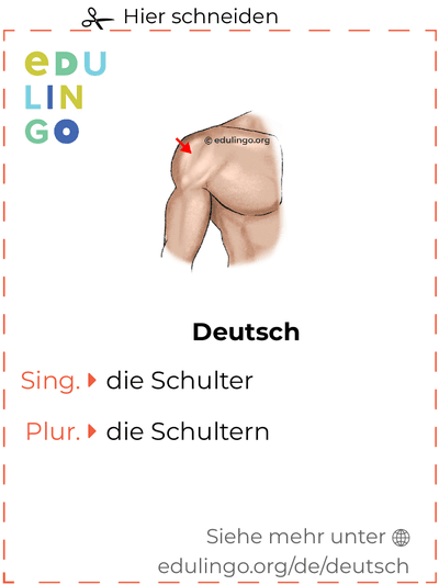 Schulter auf Deutsch Vokabelkartei zum Ausdrucken, Üben und Lernen
