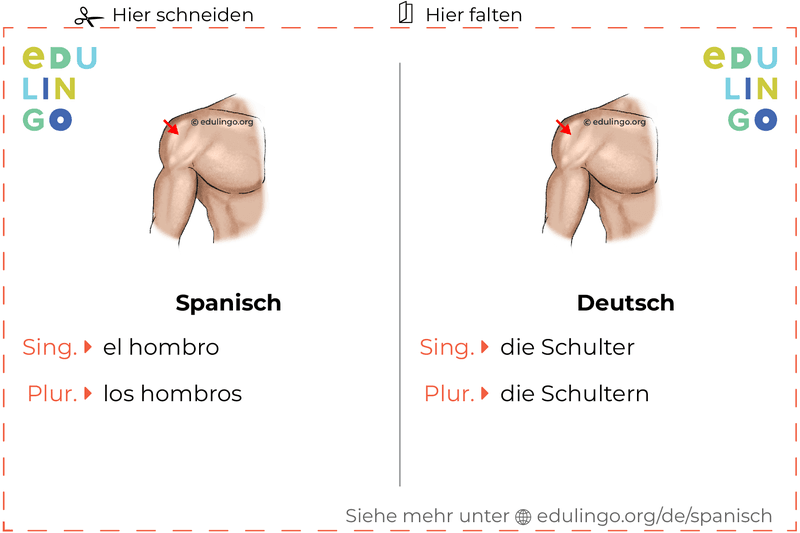Schulter auf Spanisch Vokabelkartei zum Ausdrucken, Üben und Lernen