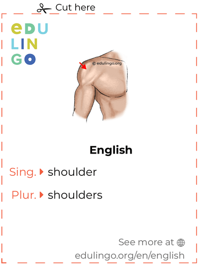 Shoulder in English vocabulary flashcard for printing, practicing and learning