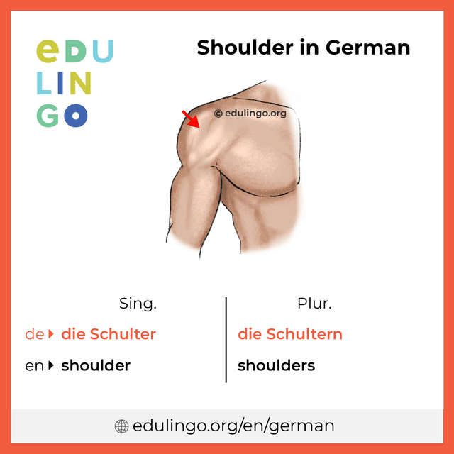 Shoulder in German vocabulary picture with singular and plural for download and printing