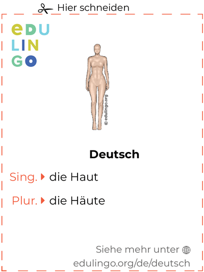 Haut auf Deutsch Vokabelkartei zum Ausdrucken, Üben und Lernen