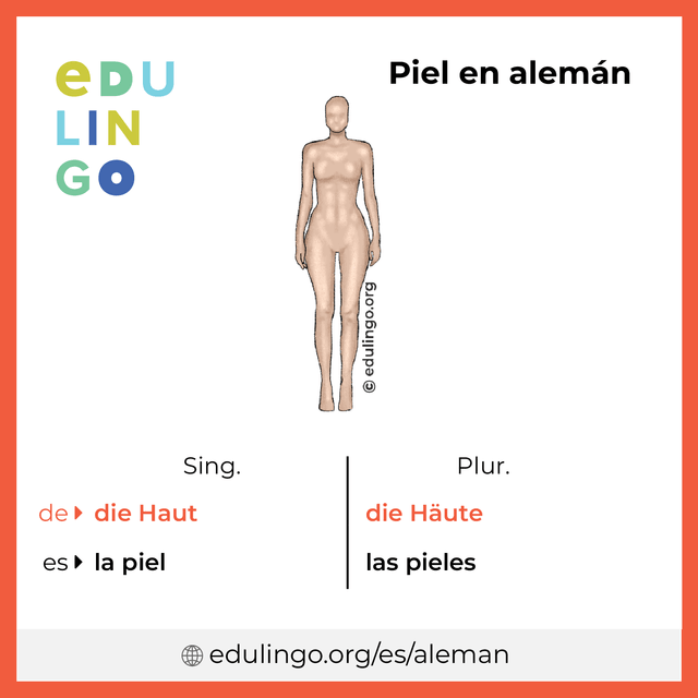 Imagen de vocabulario Piel en alemán con singular y plural para descargar e imprimir