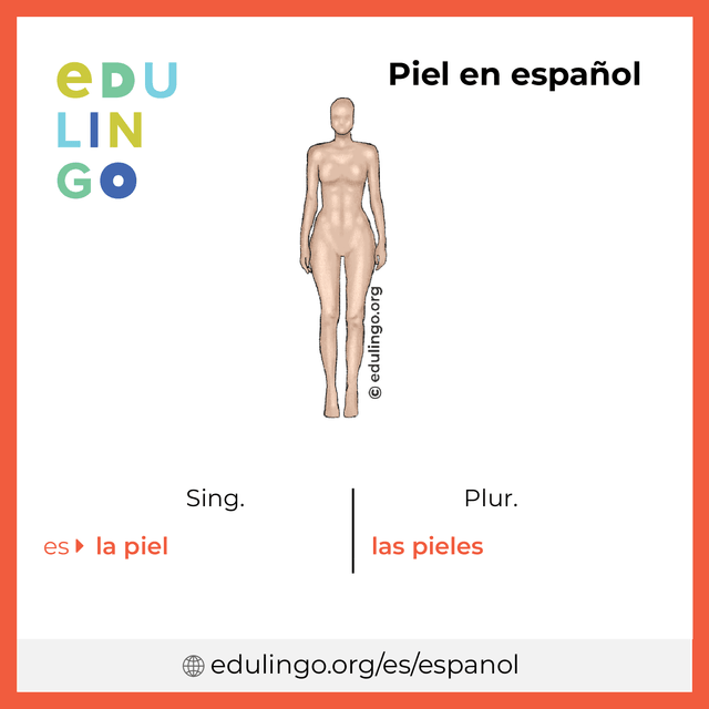 Imagen de vocabulario Piel en español con singular y plural para descargar e imprimir
