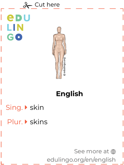 Skin in English vocabulary flashcard for printing, practicing and learning