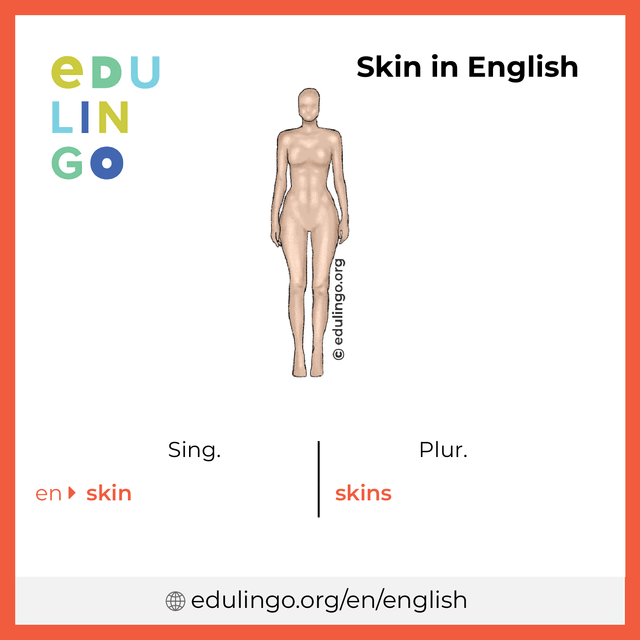 Skin in English vocabulary picture with singular and plural for download and printing
