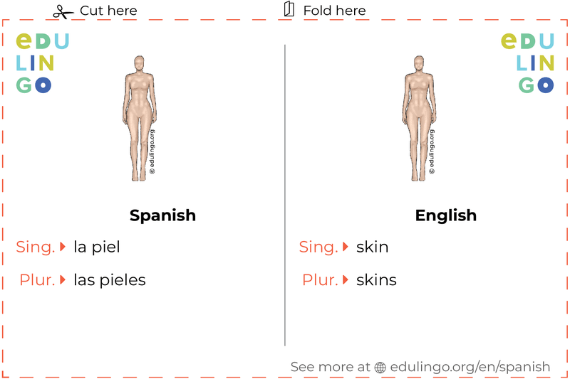 Skin in Spanish vocabulary flashcard for printing, practicing and learning
