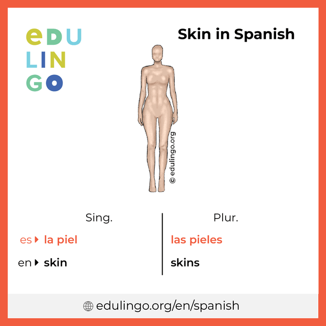 Skin in Spanish vocabulary picture with singular and plural for download and printing