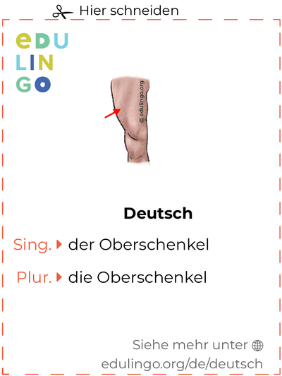 Oberschenkel auf Deutsch Vokabelkartei zum Ausdrucken, Üben und Lernen