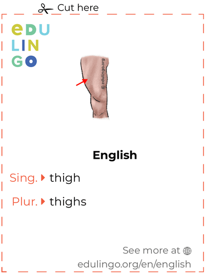 Thigh in English vocabulary flashcard for printing, practicing and learning