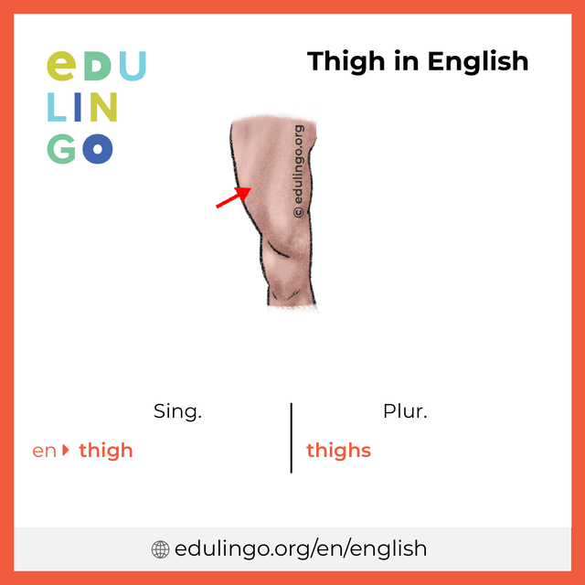 Thigh in English vocabulary picture with singular and plural for download and printing
