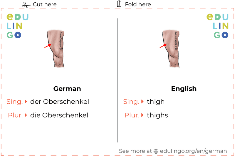 Thigh in German vocabulary flashcard for printing, practicing and learning