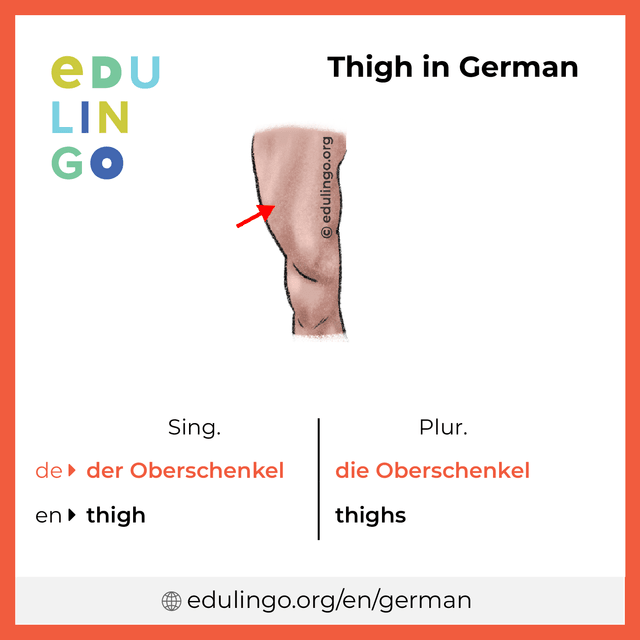 Thigh in German vocabulary picture with singular and plural for download and printing