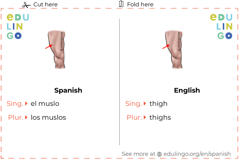 Thigh in Spanish vocabulary flashcard for printing, practicing and learning