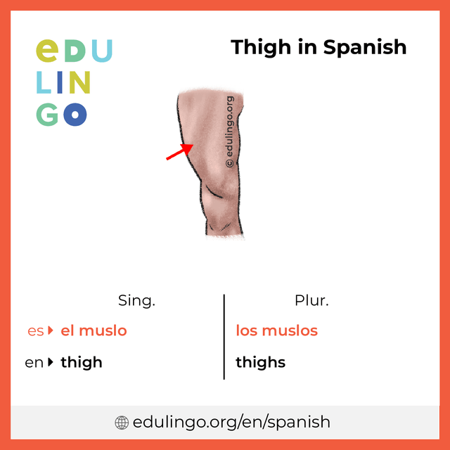 Thigh in Spanish vocabulary picture with singular and plural for download and printing