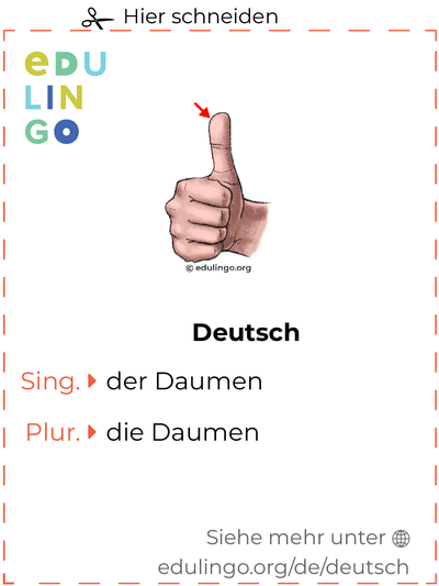 Daumen auf Deutsch Vokabelkartei zum Ausdrucken, Üben und Lernen
