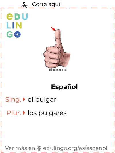 Ficha de Vocabulario Pulgar en español para imprimir, practicar y aprender