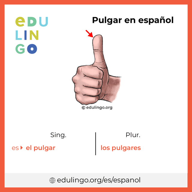Imagen de vocabulario Pulgar en español con singular y plural para descargar e imprimir
