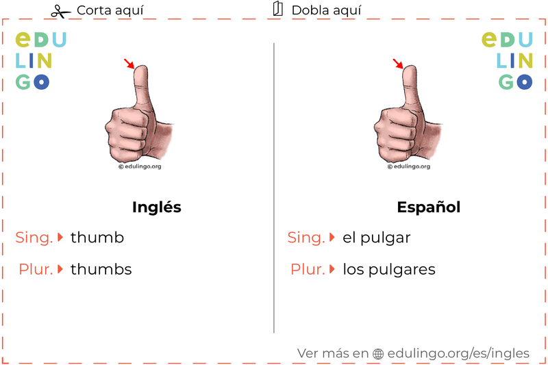 Ficha de Vocabulario Pulgar en inglés para imprimir, practicar y aprender