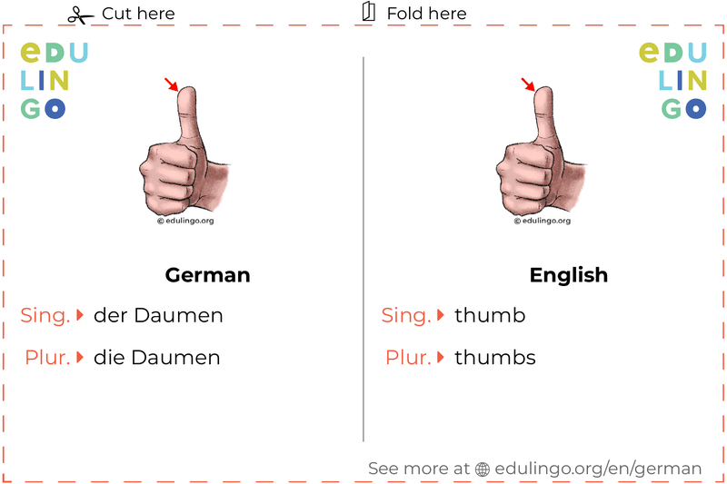 Thumb in German vocabulary flashcard for printing, practicing and learning