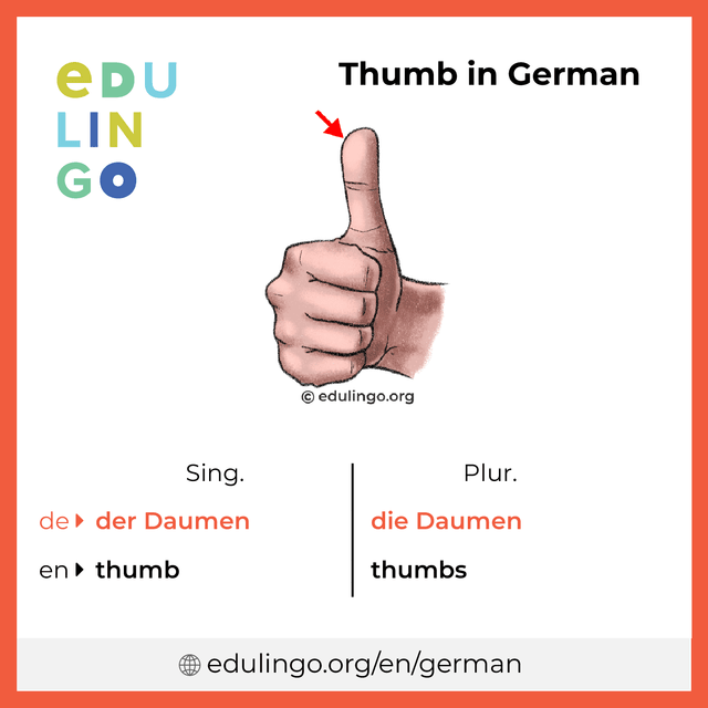 Thumb in German vocabulary picture with singular and plural for download and printing