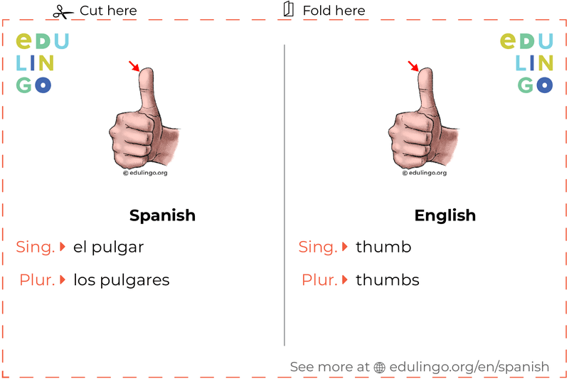 Thumb in Spanish vocabulary flashcard for printing, practicing and learning