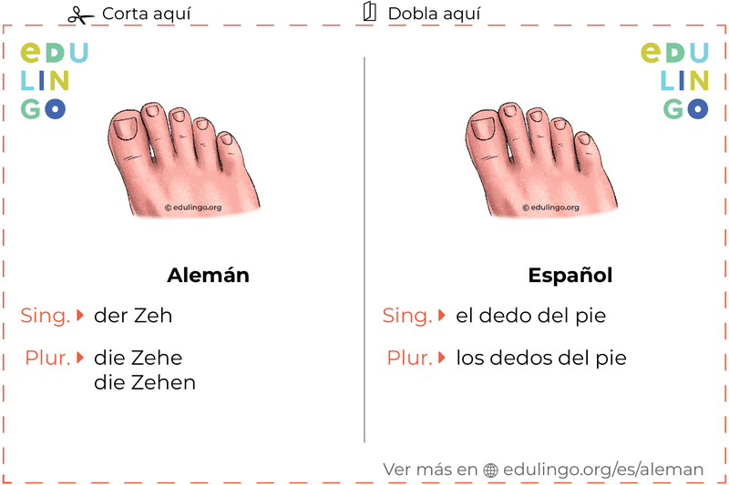 Ficha de Vocabulario Dedo del pie en alemán para imprimir, practicar y aprender