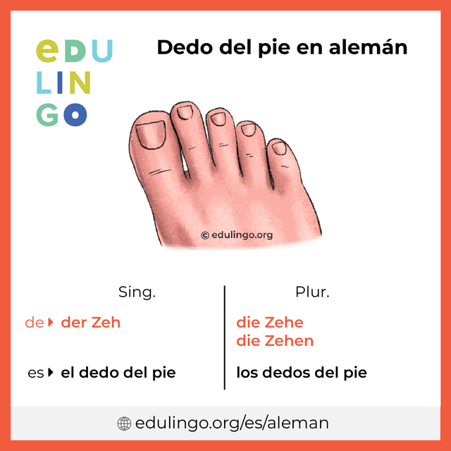 Imagen de vocabulario Dedo del pie en alemán con singular y plural para descargar e imprimir