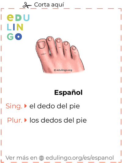 Ficha de Vocabulario Dedo del pie en español para imprimir, practicar y aprender