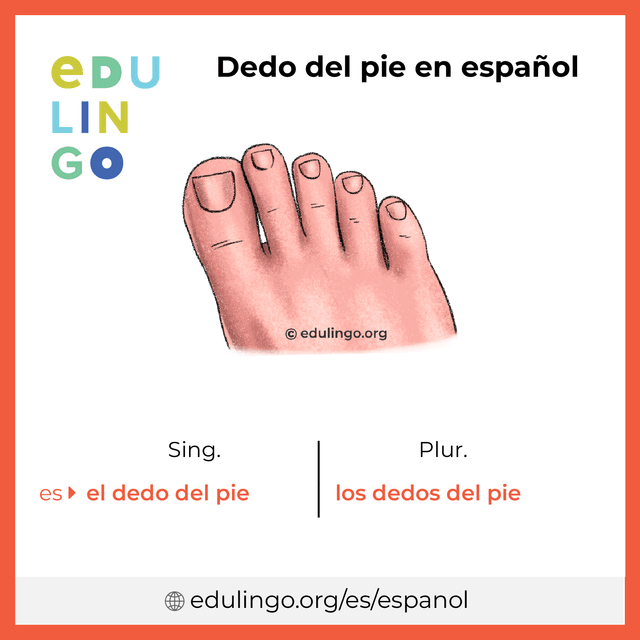 Imagen de vocabulario Dedo del pie en español con singular y plural para descargar e imprimir